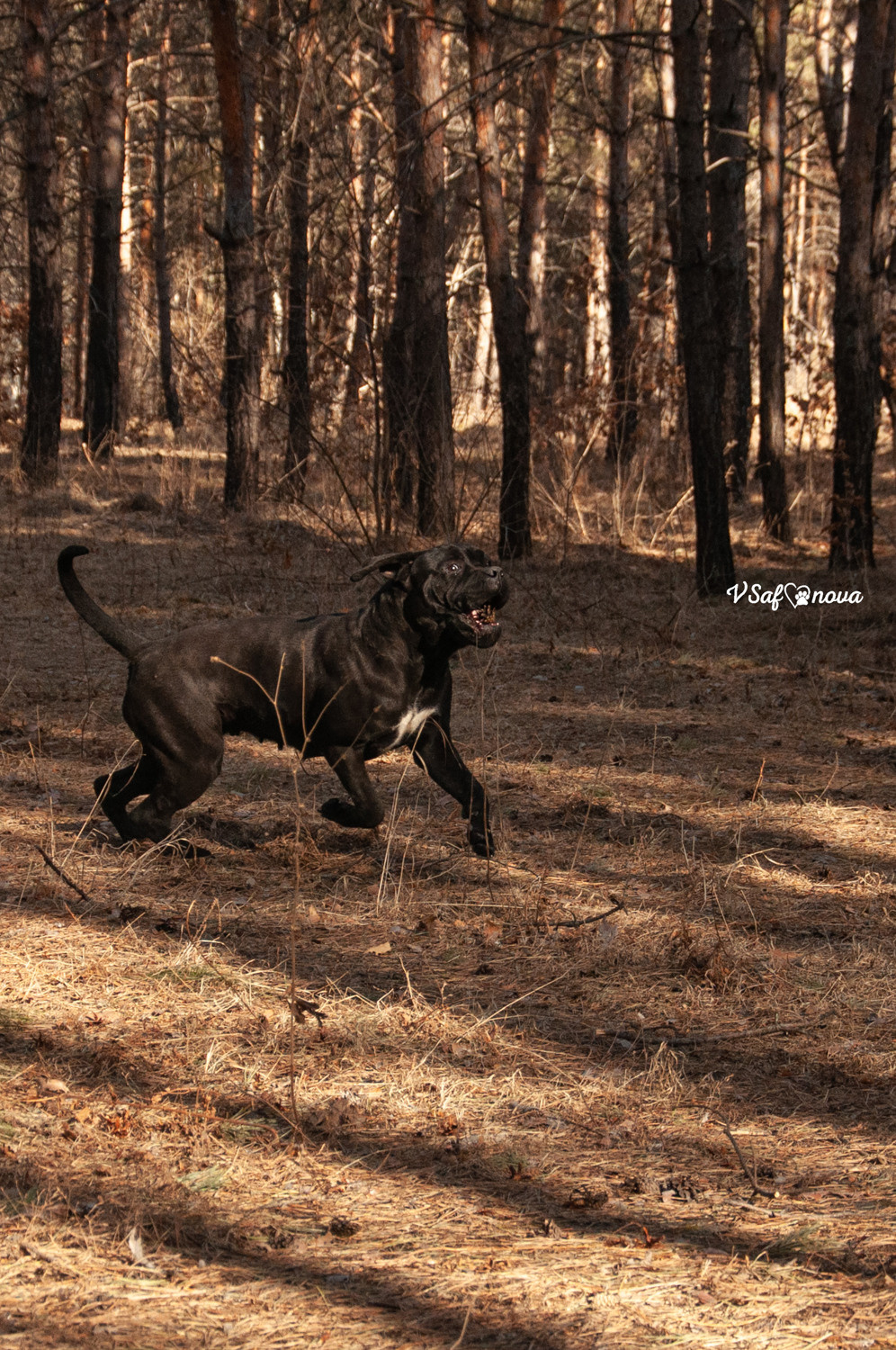 Таня, Прада и Тори 09.04.2021. Фотограф анималист Благовещенск. Сафонова Виктория