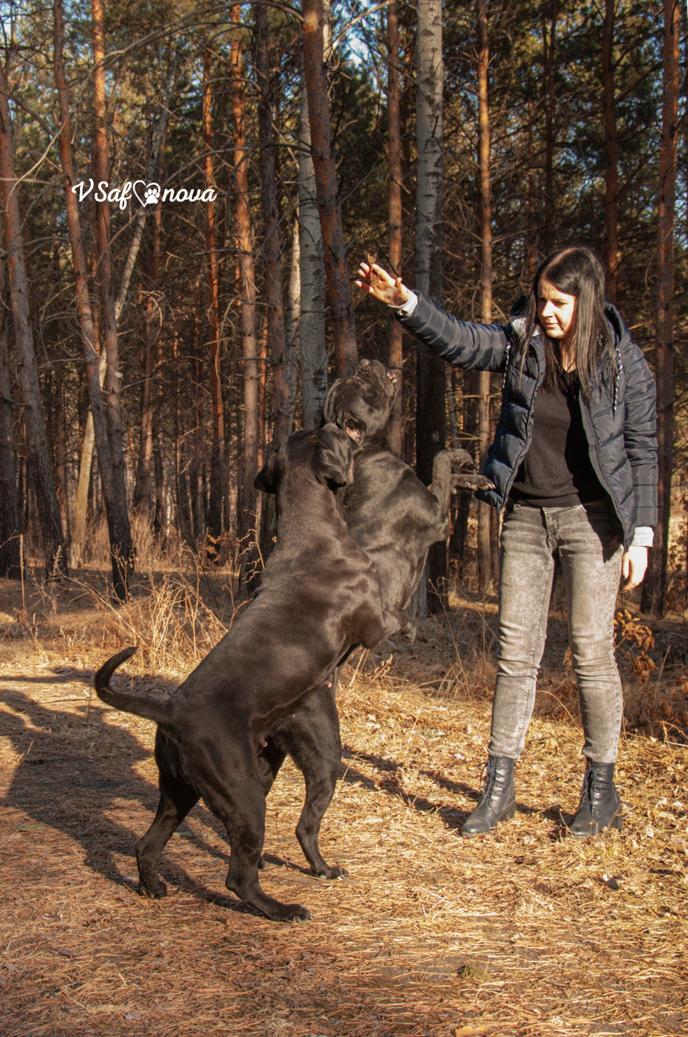 Таня, Прада и Тори 09.04.2021. Фотограф анималист Благовещенск. Сафонова Виктория