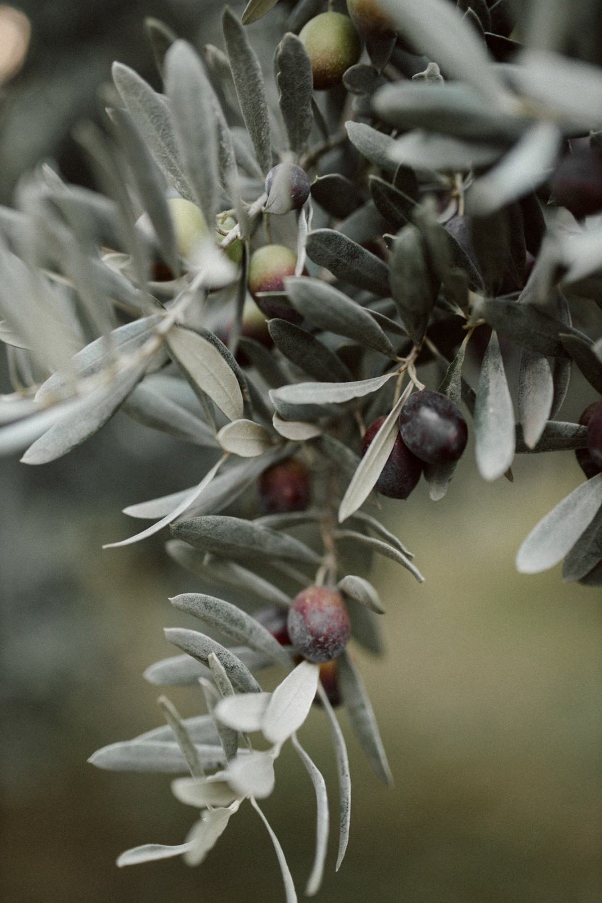 Anastasia Blud Photography