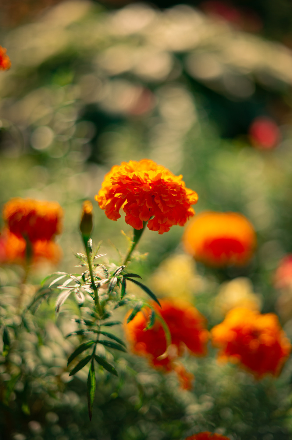 Псевдо-макро 🥀. Live фотограф и портреты