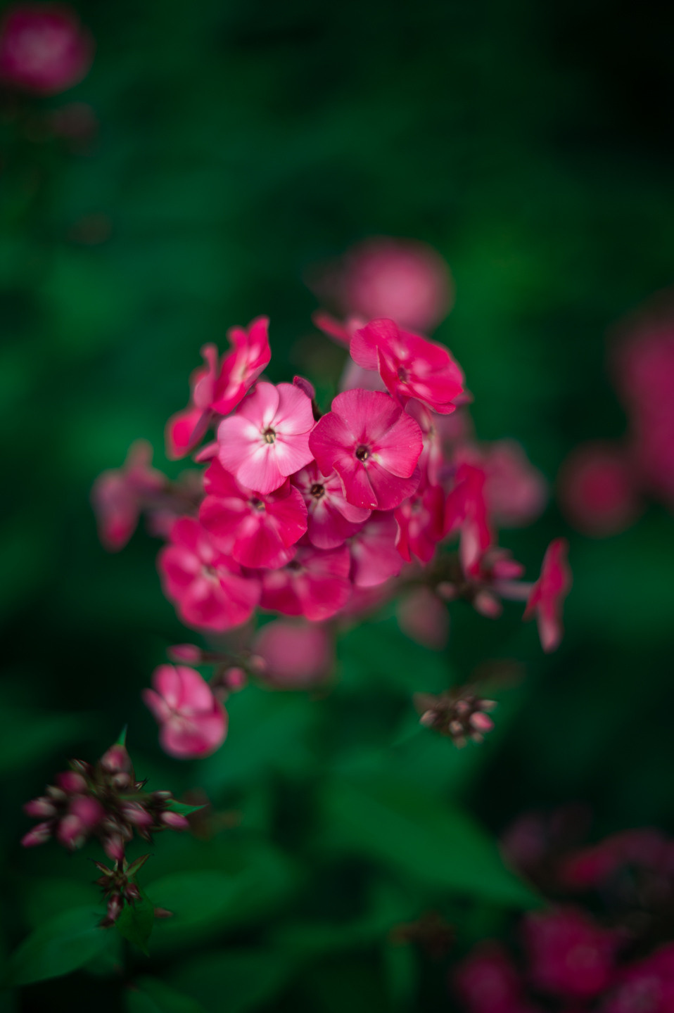 Псевдо-макро 🥀. Live фотограф и портреты