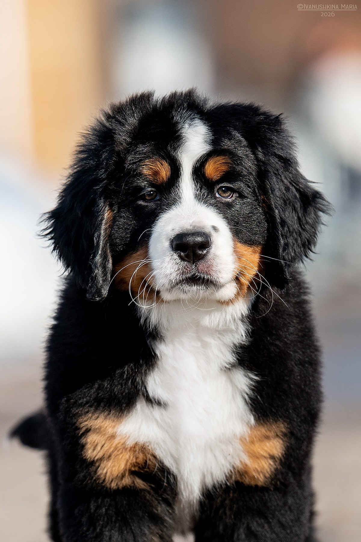 Фотосессия щенков на продажу. Фотограф собак в Москве и Московской области Иванушкина Мария