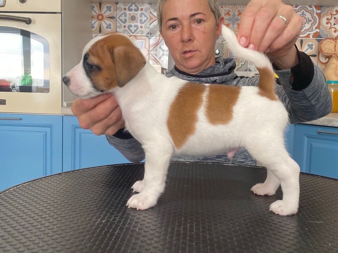 Кобель. Lovely-Orange питомник джек рассел терьеров