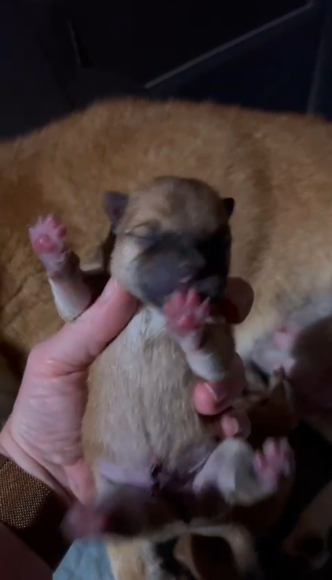 сиба питомник Рубилайт щенки на продажу rubylight  сиба щенки купить СПб Санкт-Петербург 