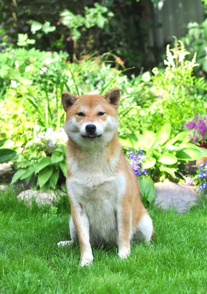 сиба питомник Рубилайт щенки на продажу rubylight  сиба щенки купить СПб Санкт-Петербург 