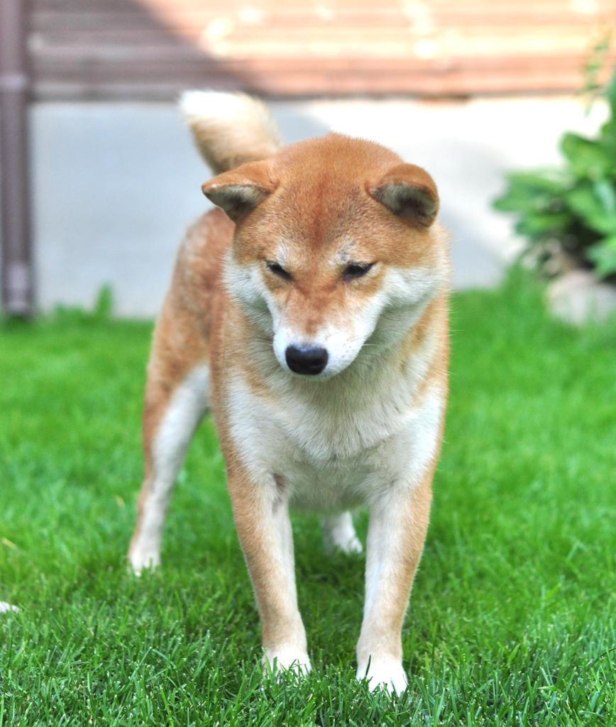 сиба питомник Рубилайт щенки на продажу rubylight  сиба щенки купить СПб Санкт-Петербург 