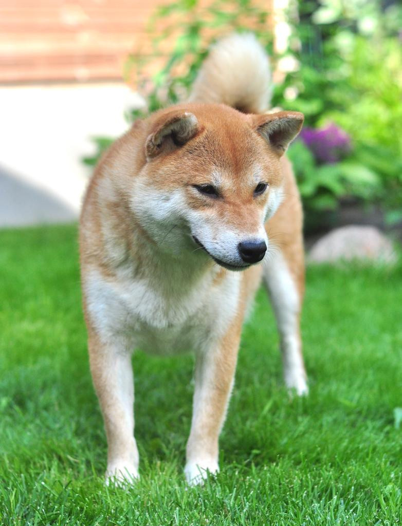 сиба питомник Рубилайт щенки на продажу rubylight  сиба щенки купить СПб Санкт-Петербург 