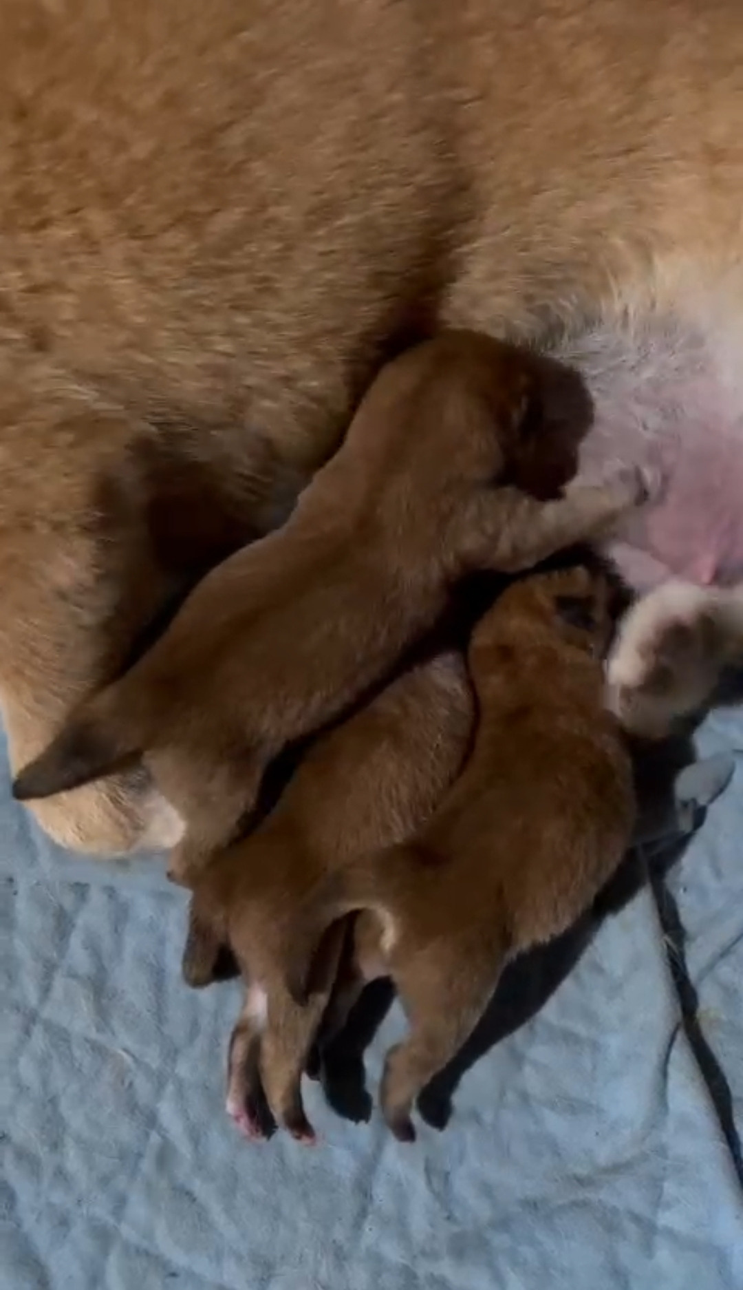 сиба питомник Рубилайт щенки на продажу rubylight  сиба щенки купить СПб Санкт-Петербург 