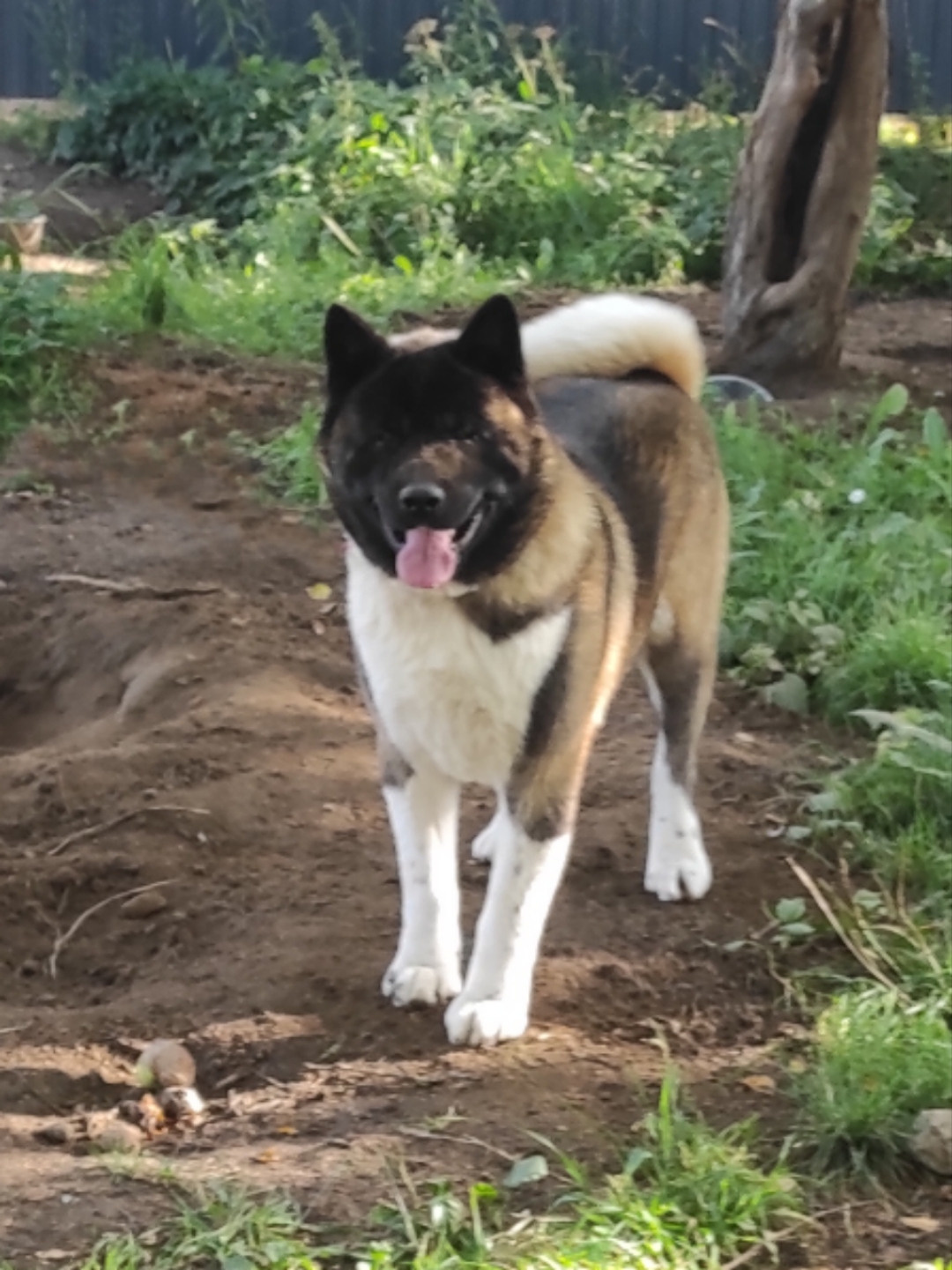 Triumf Sibiri Sting Shape of my Heart * Сэм   Американская Акита кобель питомник RUBYLIGHT Санкт-Петербург