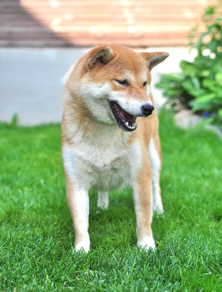 сиба питомник Рубилайт щенки на продажу rubylight  сиба щенки купить СПб Санкт-Петербург 