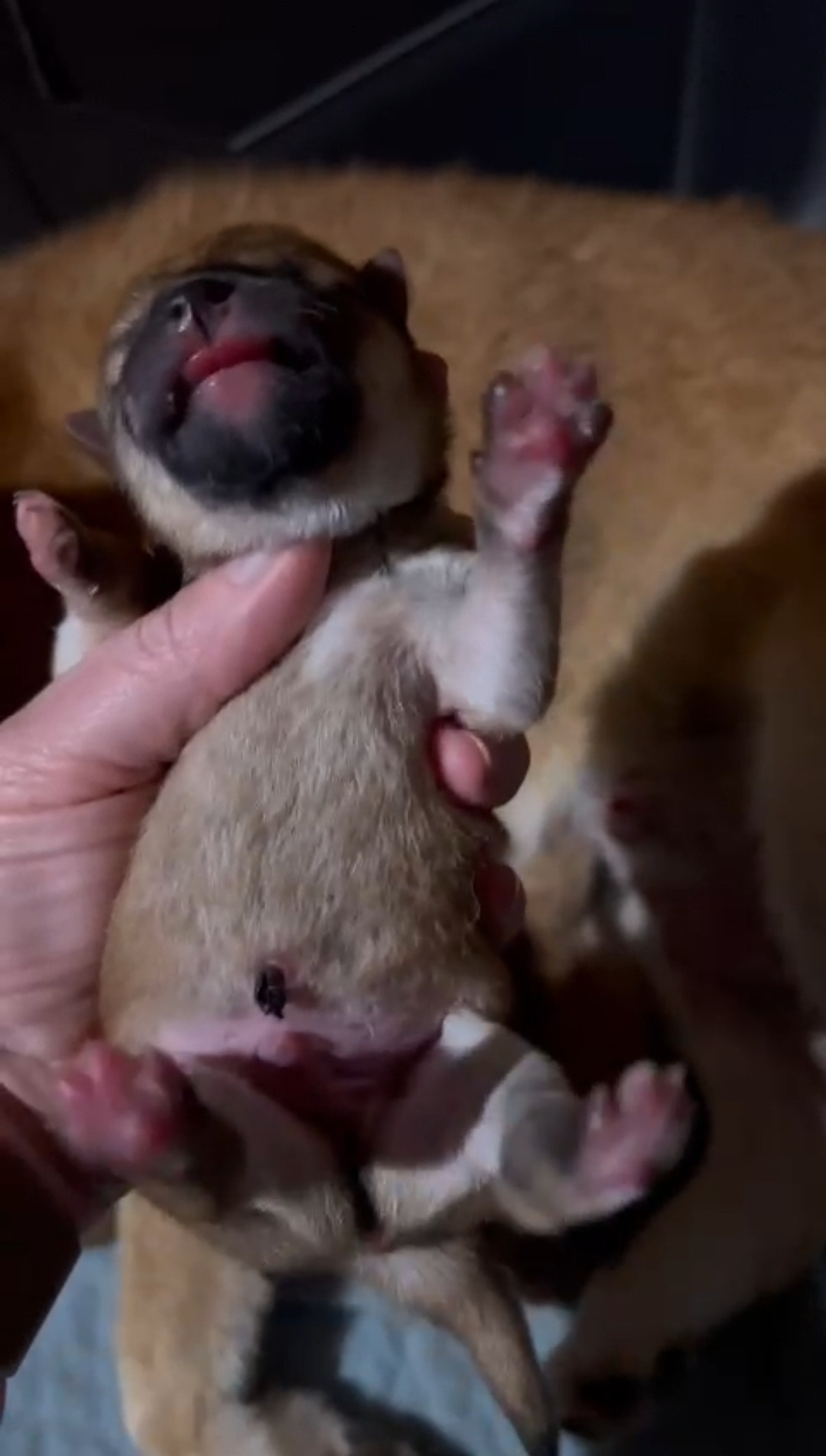 Сиба Rubylight Zack питомник Рубилайт 