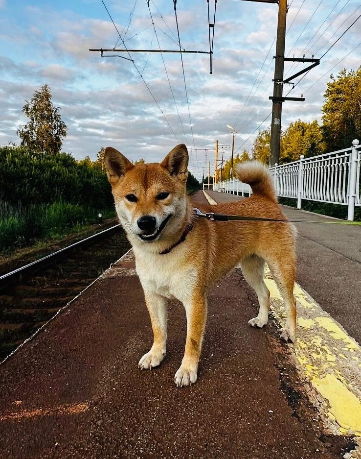 сиба питомник Рубилайт щенки на продажу rubylight  сиба щенки купить Шиба сиба-ину