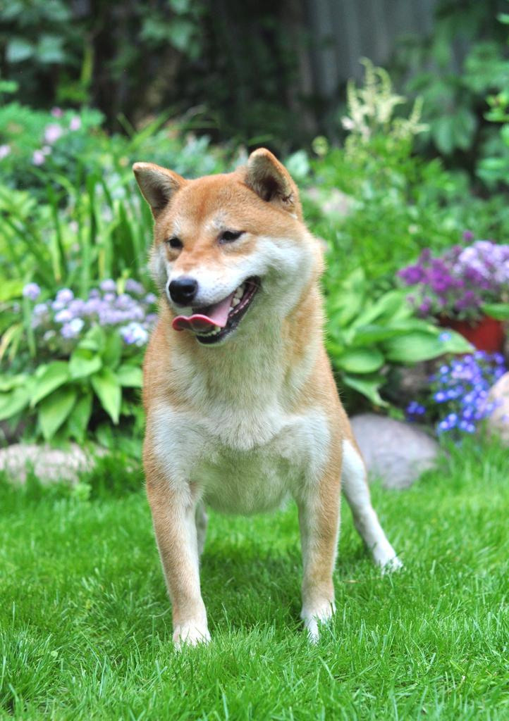 сиба питомник Рубилайт щенки на продажу rubylight  сиба щенки купить СПб Санкт-Петербург 