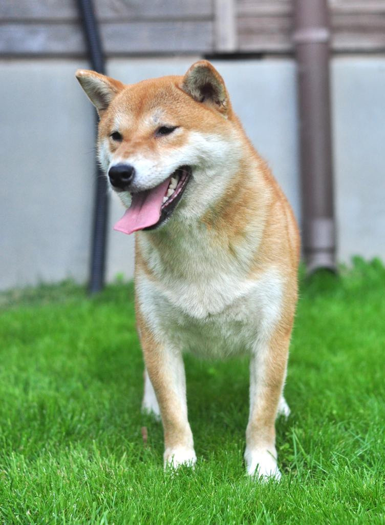 сиба питомник Рубилайт щенки на продажу rubylight  сиба щенки купить СПб Санкт-Петербург 