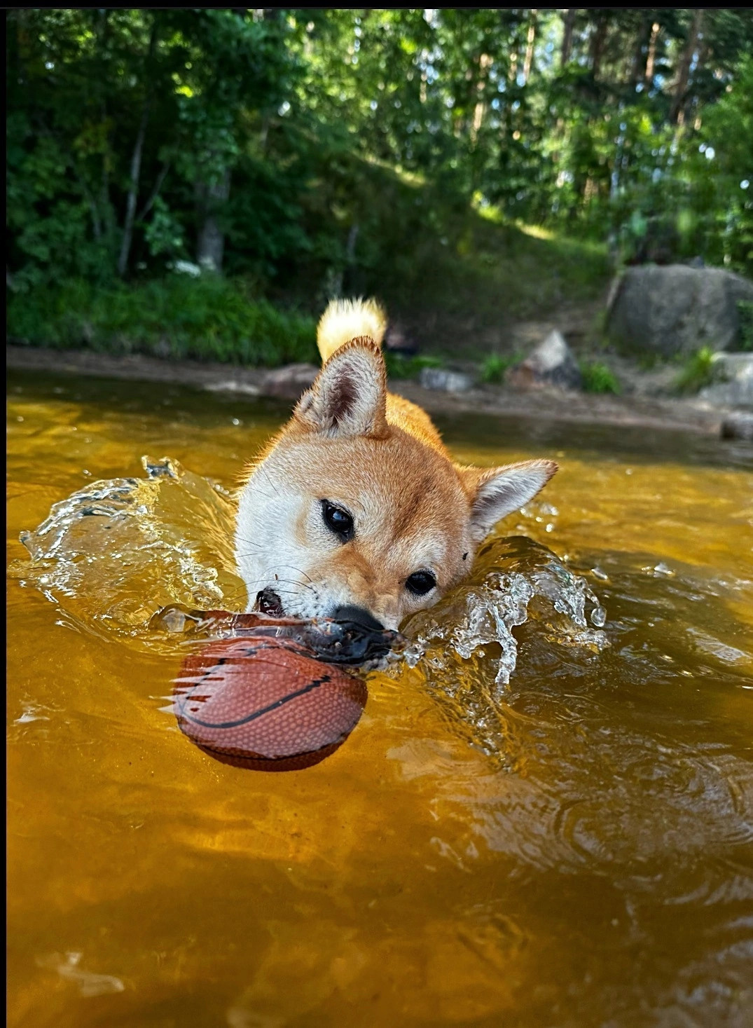 сиба питомник Рубилайт щенки на продажу rubylight  сиба щенки купить Шиба сиба-ину