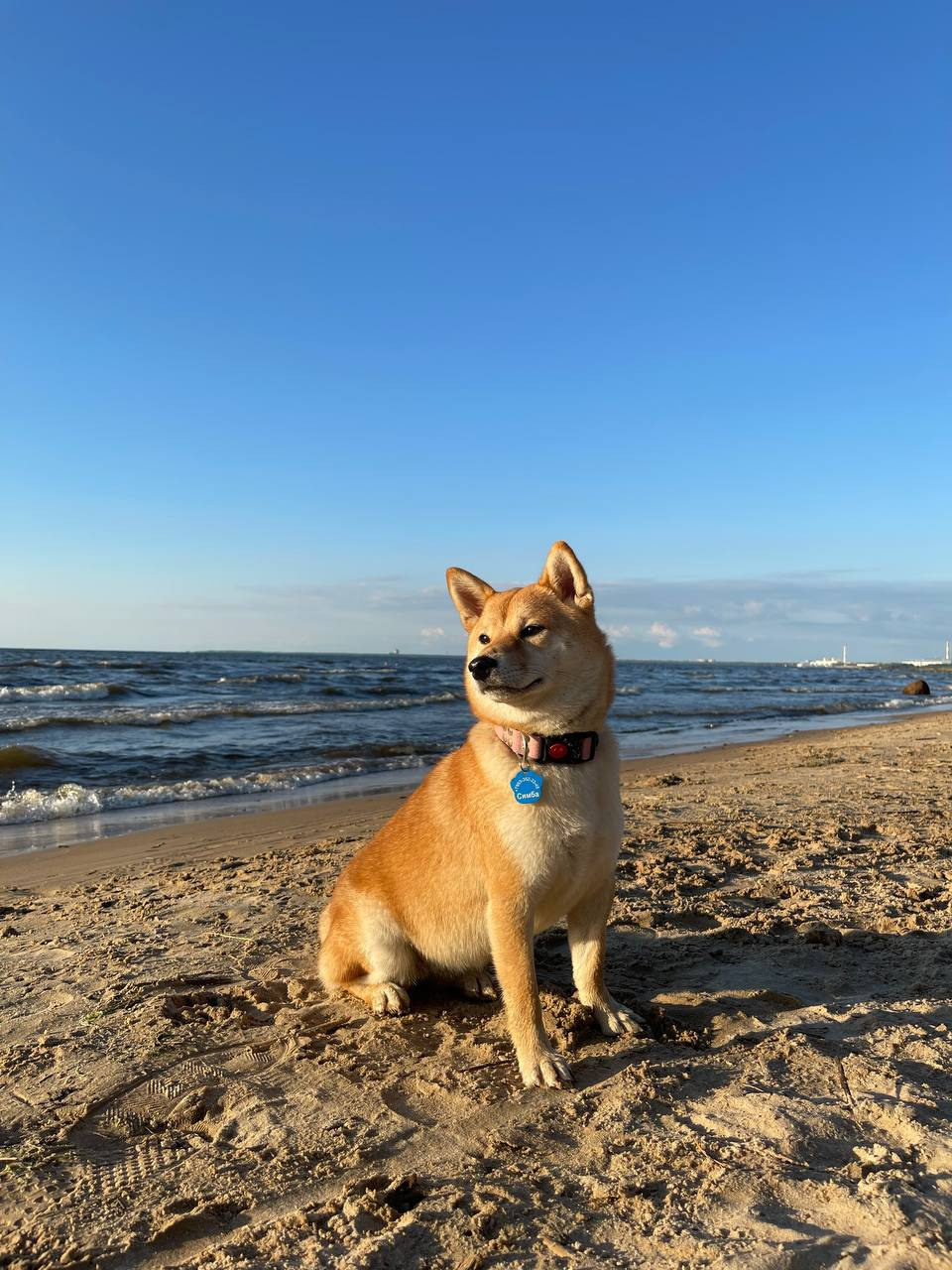 сиба питомник Рубилайт щенки на продажу rubylight  сиба щенки купить Шиба сиба-ину