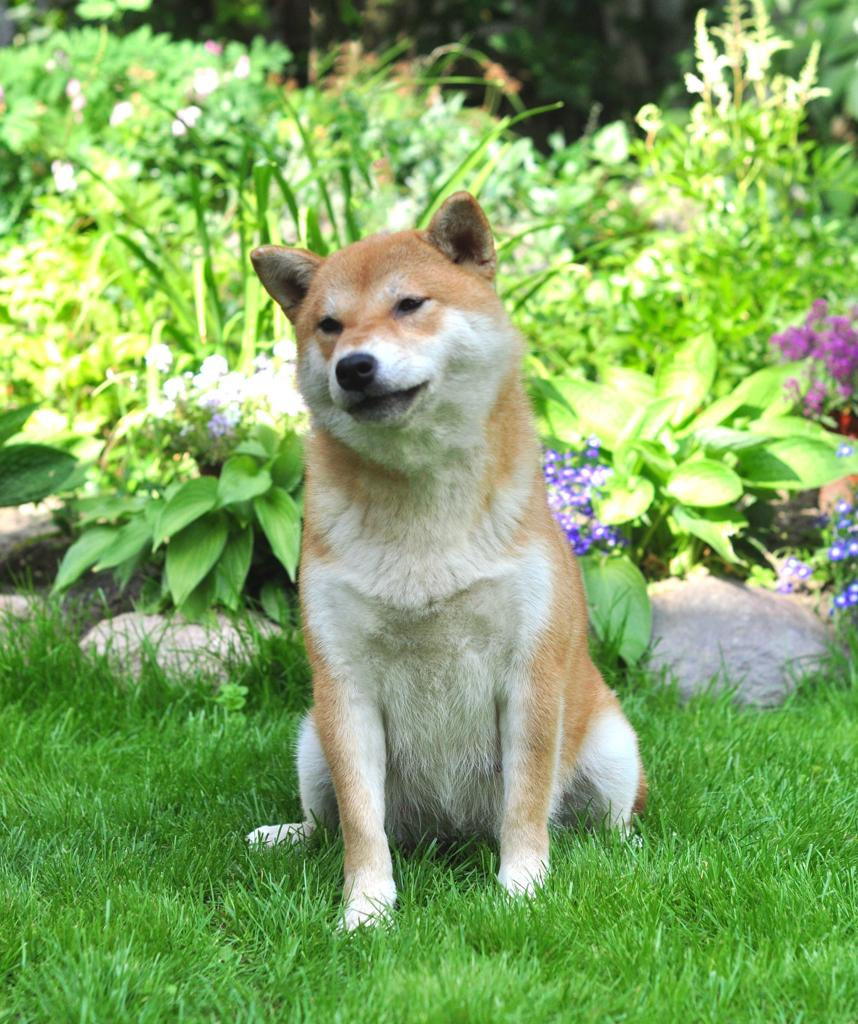 сиба питомник Рубилайт щенки на продажу rubylight  сиба щенки купить СПб Санкт-Петербург 