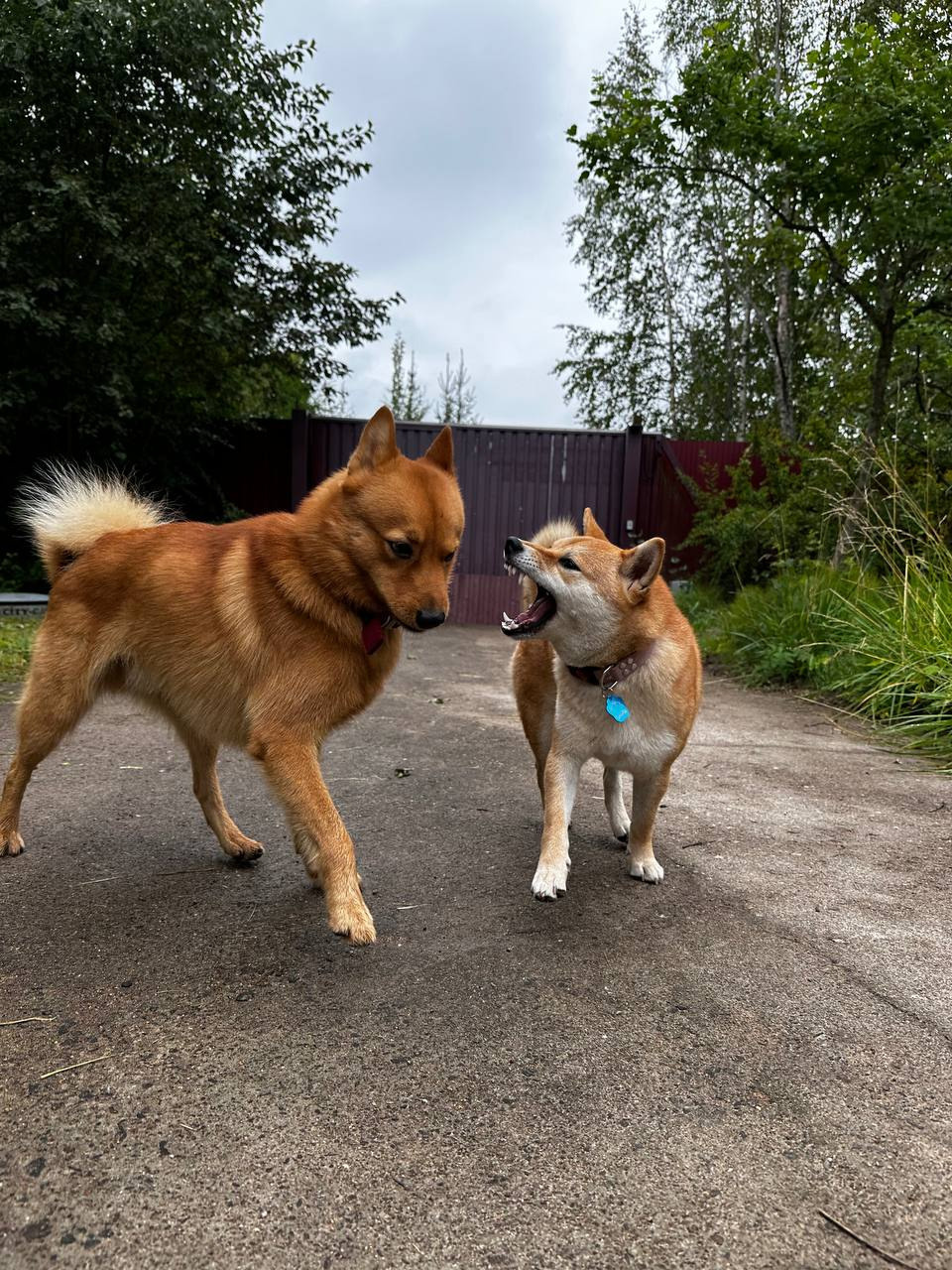 сиба питомник Рубилайт щенки на продажу rubylight  сиба щенки купить Шиба сиба-ину