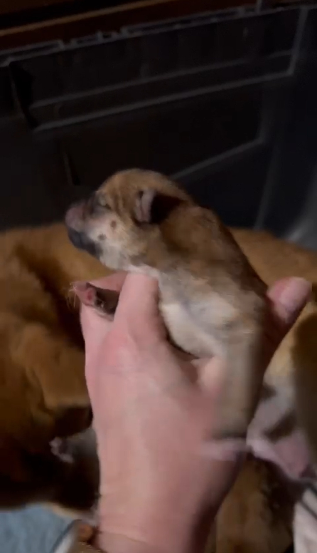 Сиба Rubylight Zoe питомник Рубилайт 