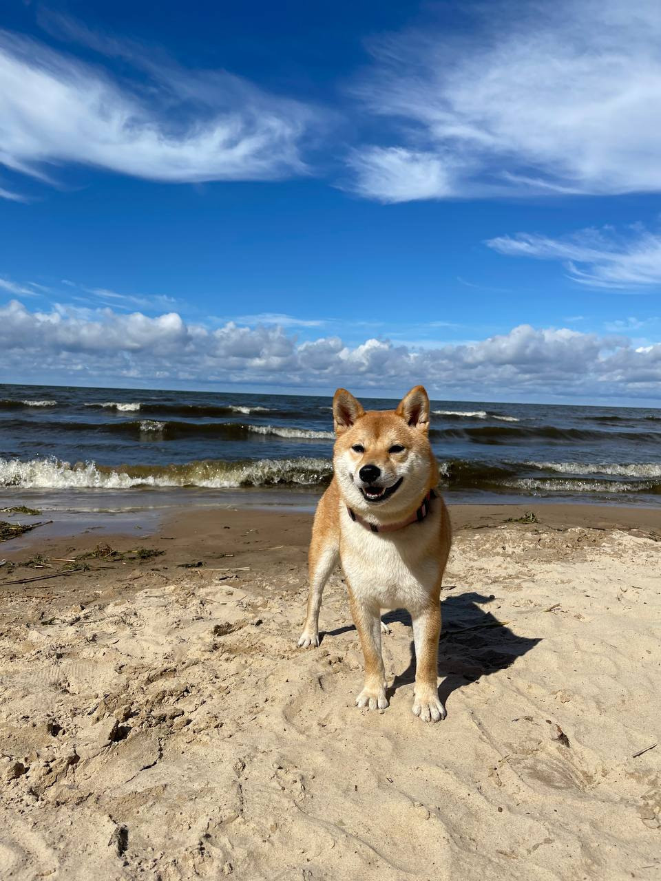 сиба питомник Рубилайт щенки на продажу rubylight  сиба щенки купить Шиба сиба-ину