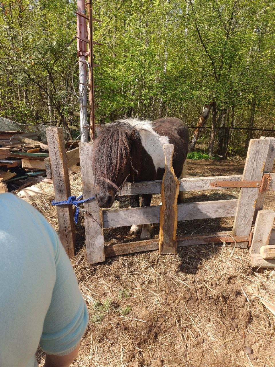 Лошадинг | 30.03.2024. Галерея Фантим