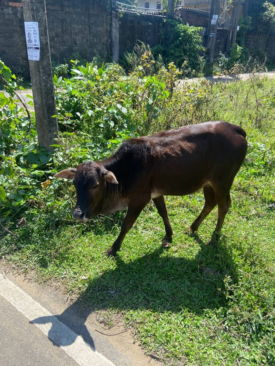 Шри-Ланка | 31.01 — 10.02.2025. Галерея Фантим