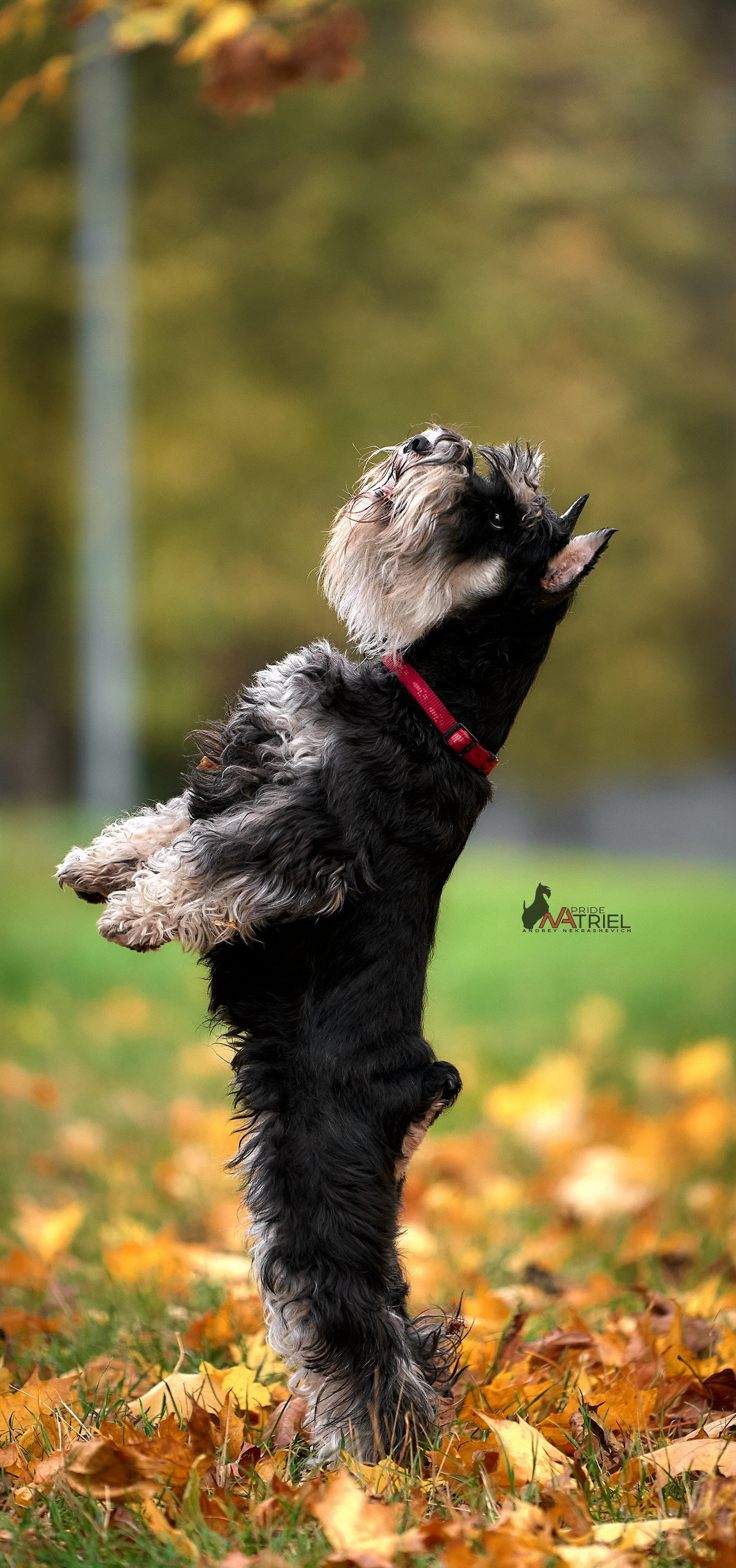 Портреты собак — галерея NATRIEL