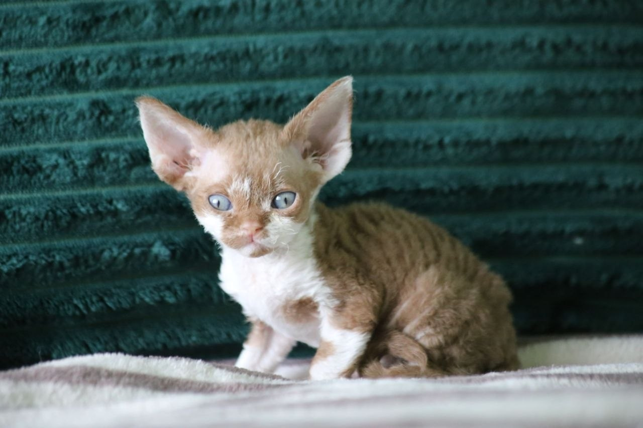 DRX о 03 котик Nevskiy Orpnevs готов к резерву 🧿 д/р 25.02.26. Nevskiy Favorite — питомник девон-рексов в Санкт-Петербурге. Здоровые, ласковые и редкие котята