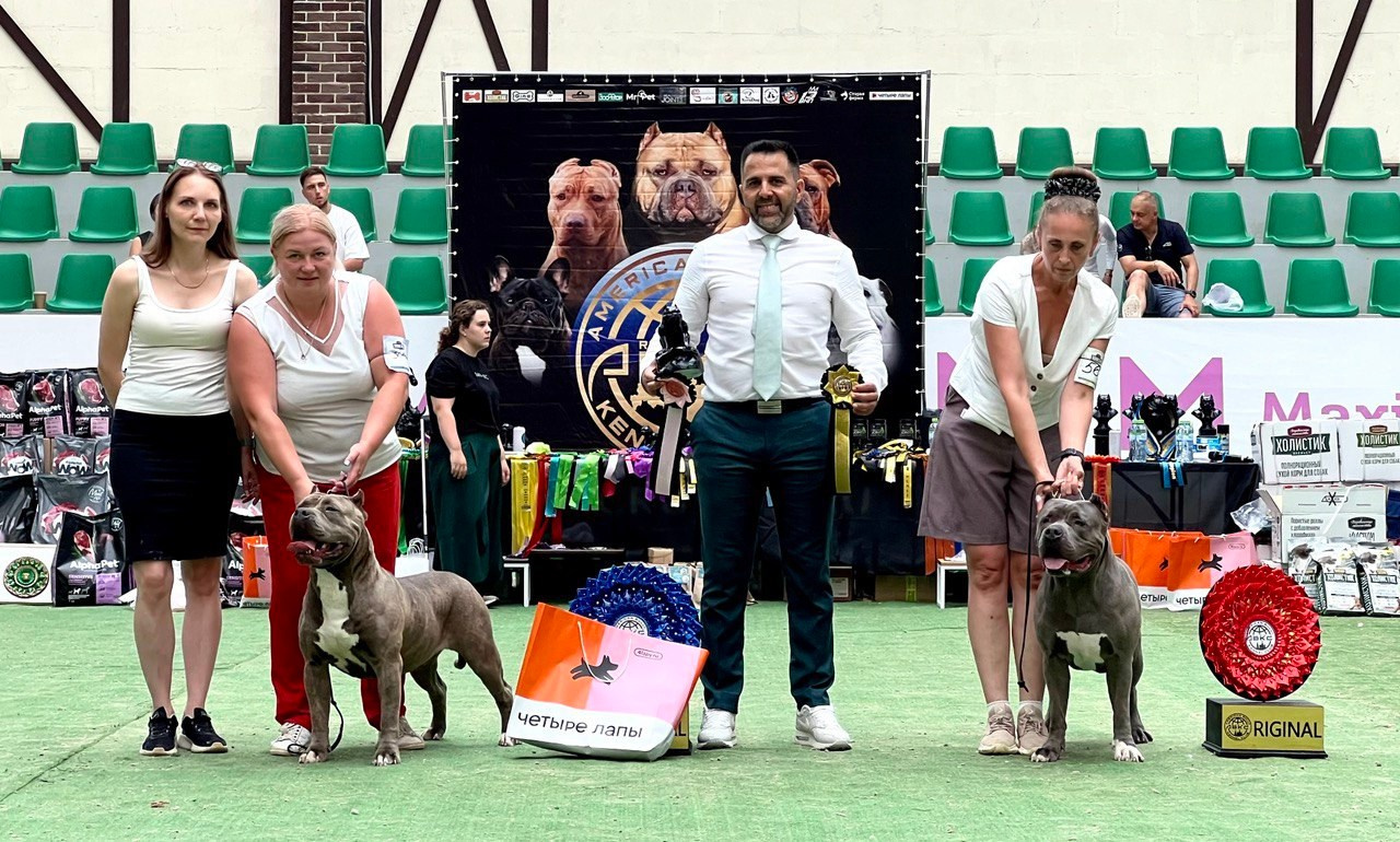 Участие в выставках. Американские булли XL в г. Калининград. Питомник Great Bully UNIVERSE