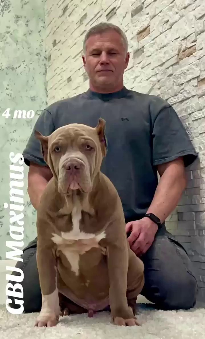 Все свободные щенки. Американские булли XL в г. Калининград. Питомник Great Bully UNIVERSE