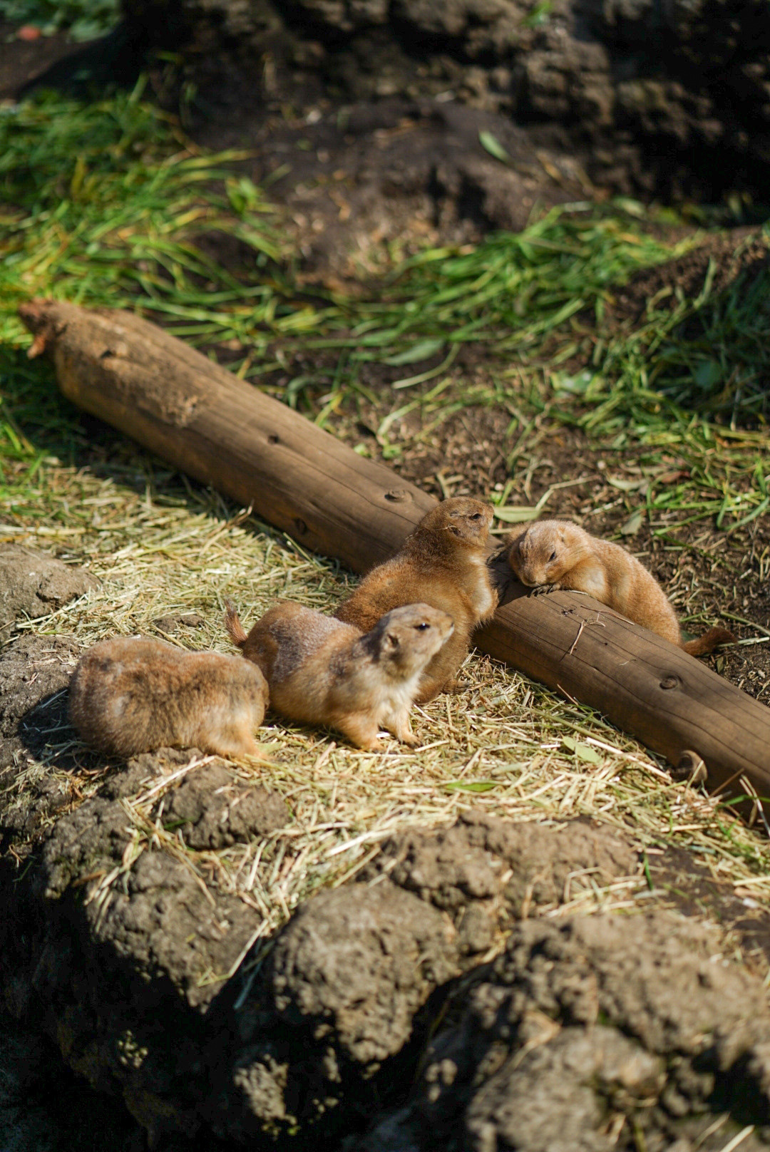 JAPAN — TOKYO — OSAKA. AnatoliiVolf
