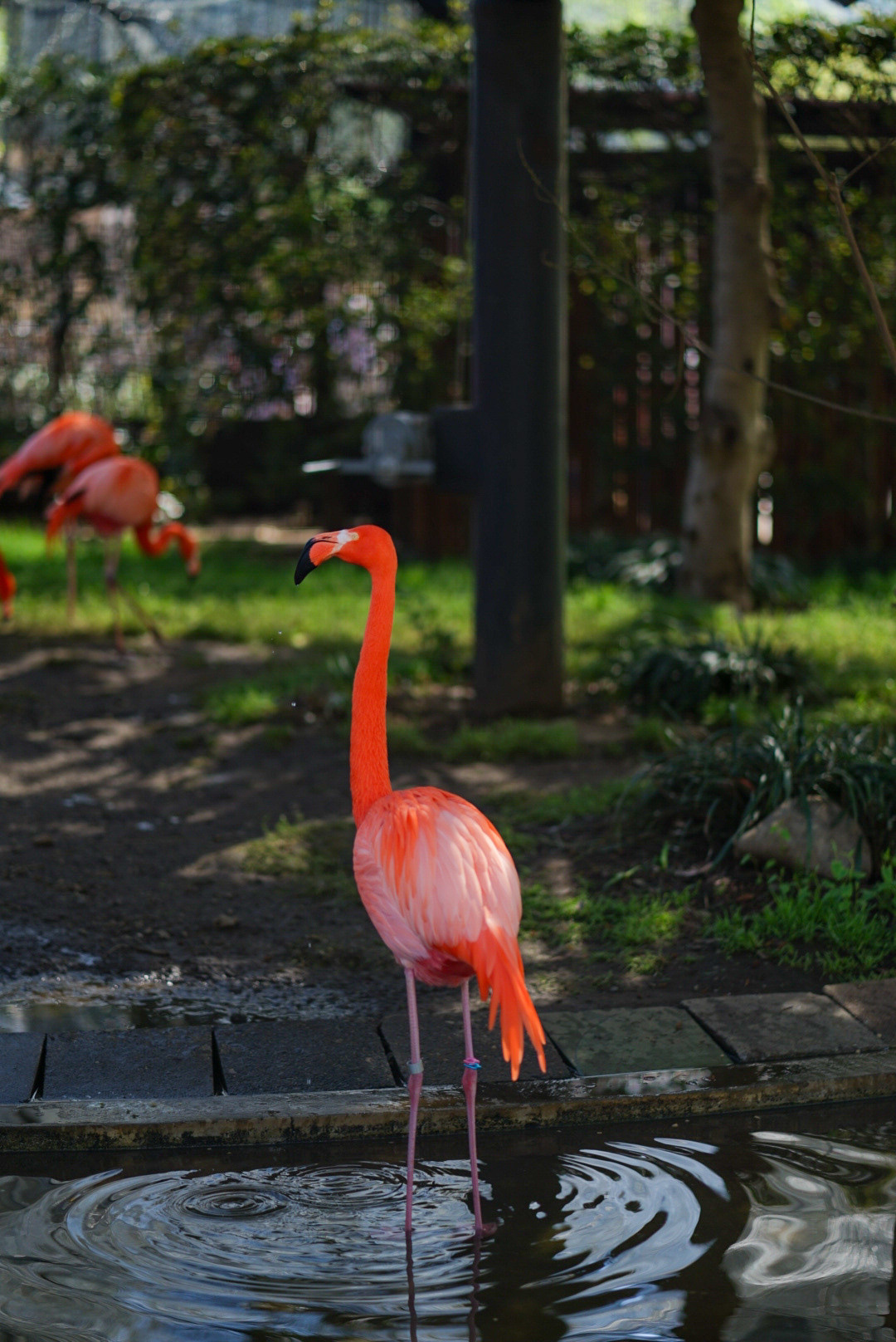 JAPAN — TOKYO — OSAKA. AnatoliiVolf