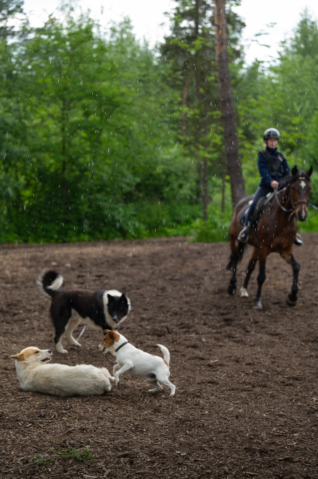 Конюшня. Мир живой фотографии о Вас и для Вас