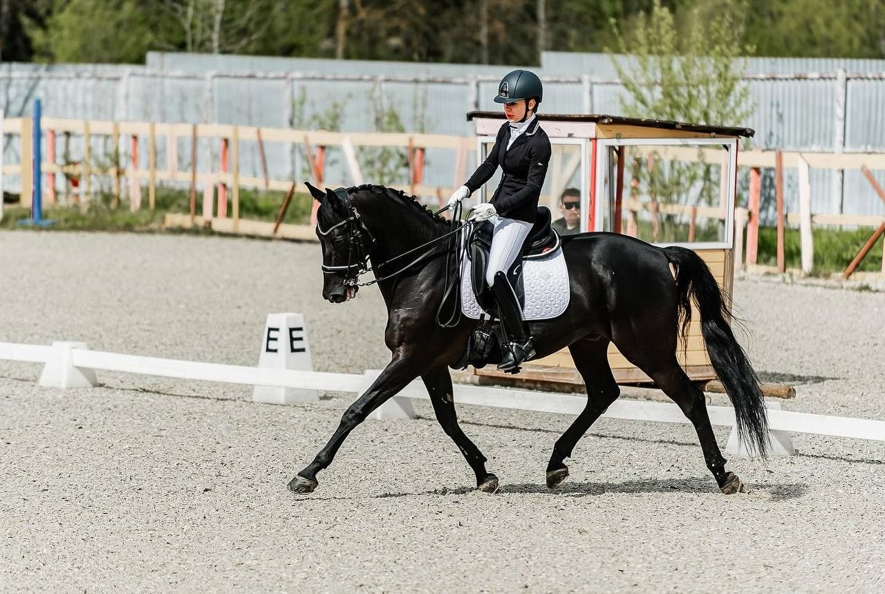 Кубок Московской области по выездке, КСК «Эквиторус». Конный фотограф Куракина Дарья • Фотосессии с лошадьми