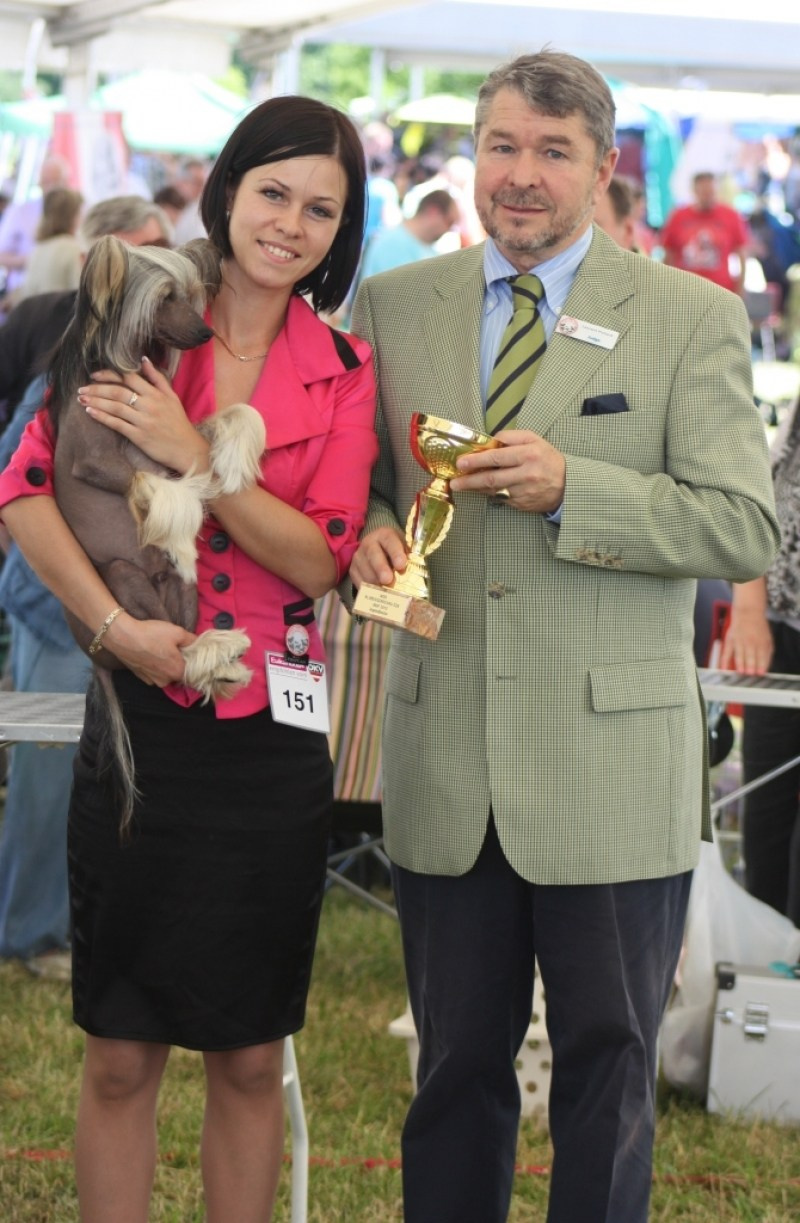 Нерону (Zlato Dinastii Neron) — 14 лет. Поздравляем тебя, наш знаменитый папа!. Питомник китайских хохлатых собак Poale Ell: купить щенка