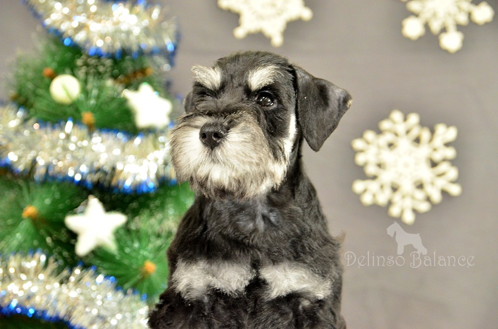 #питомникцвергшнауцеров #делинсобэлэнс #щенокцвергшнауцера