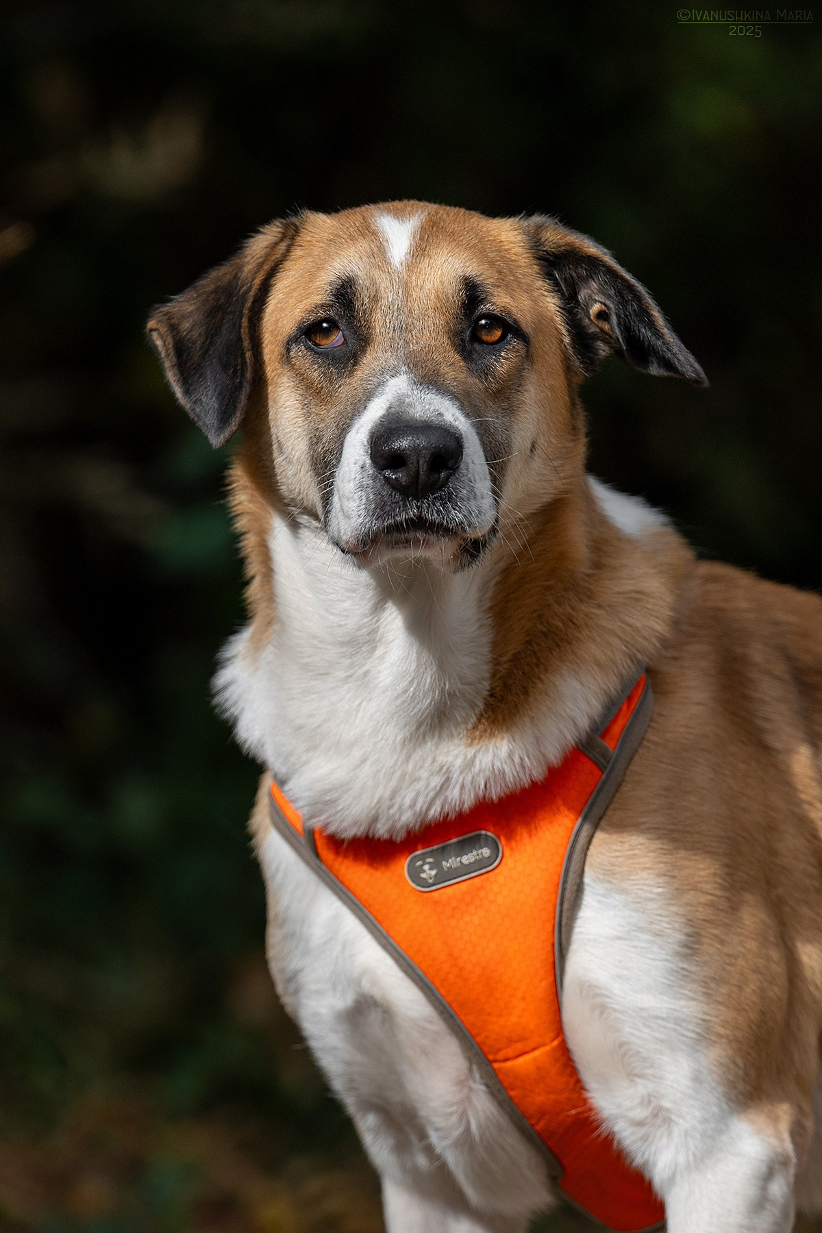 Пиарные фотосессии собак на пристройство. Фотограф собак в Москве и Московской области Иванушкина Мария