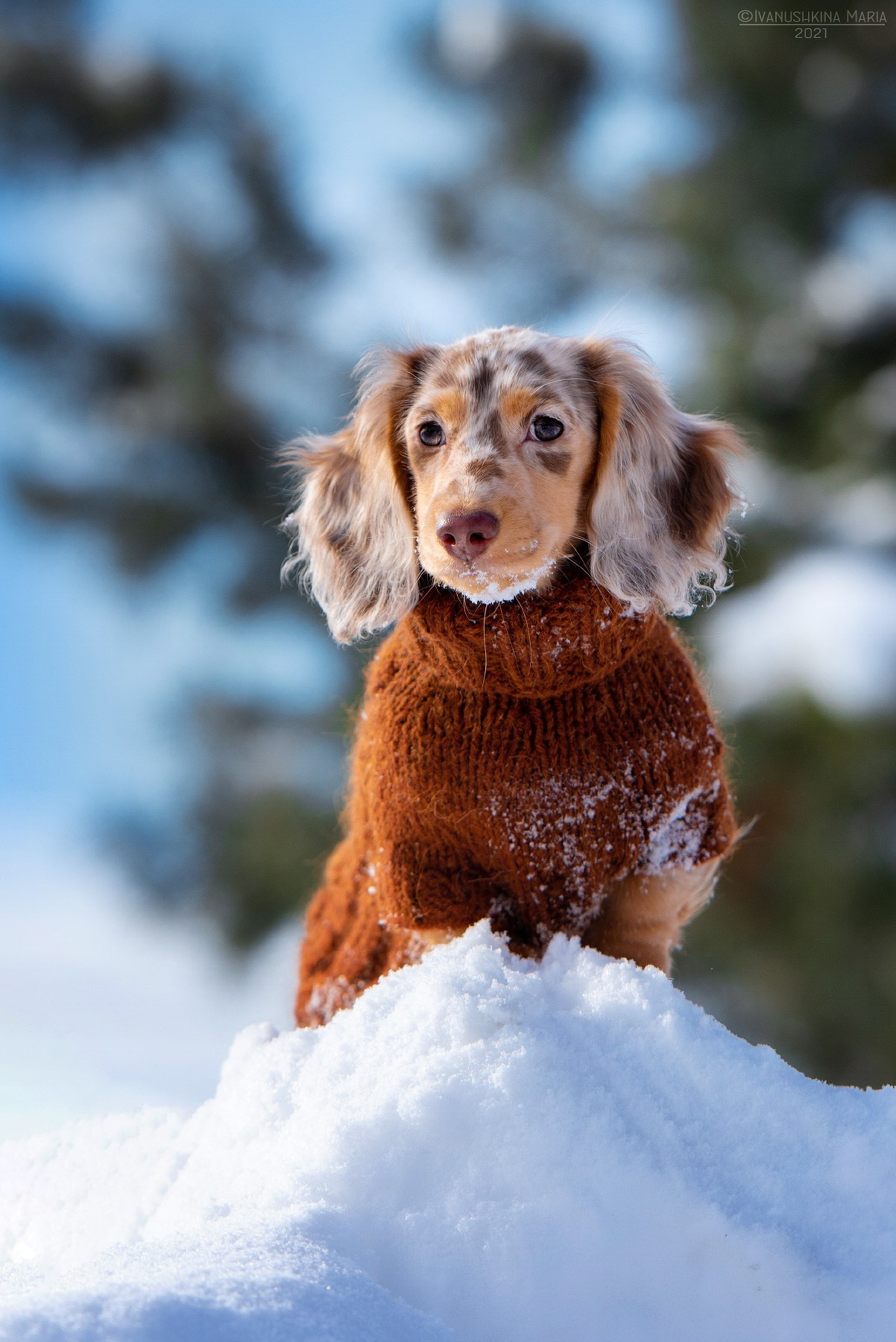 Фотосессия щенков на продажу. Фотограф собак в Москве и Московской области Иванушкина Мария
