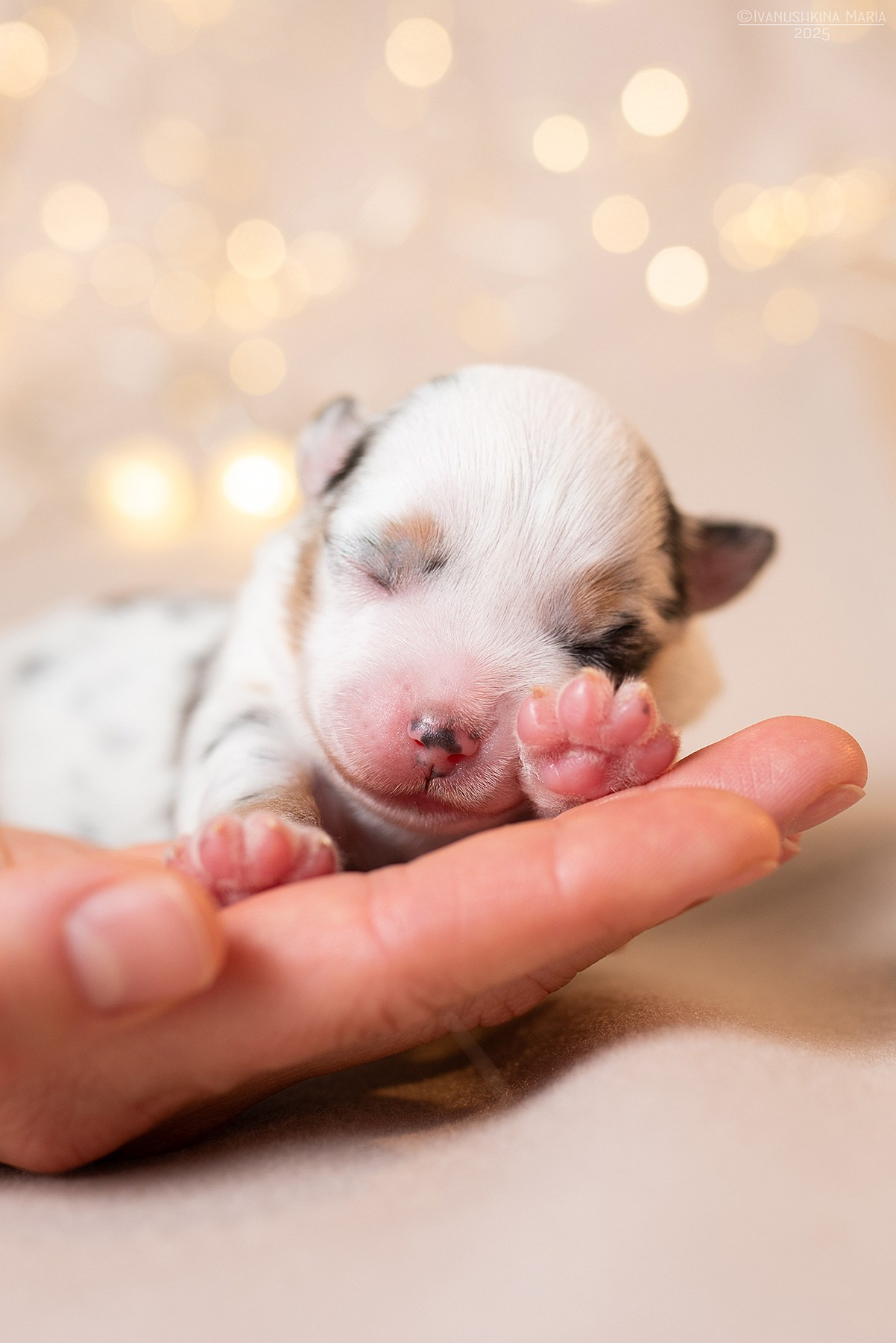 Ньюборн фотосессия щенков. Фотограф собак в Москве и Московской области Иванушкина Мария