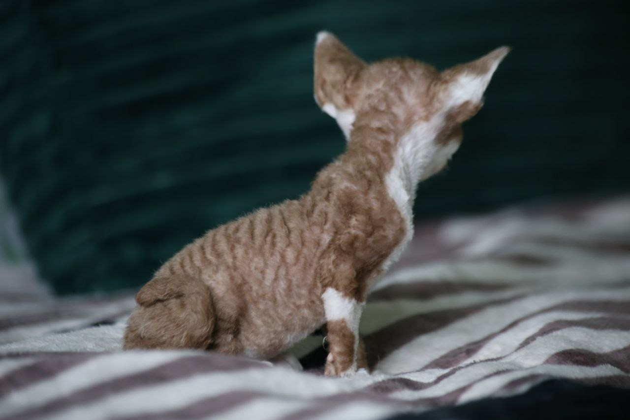 DRX о 03 котик Nevskiy Orpnevs готов к резерву 🧿 д/р 25.02.26. Nevskiy Favorite — питомник девон-рексов в Санкт-Петербурге. Здоровые, ласковые и редкие котята