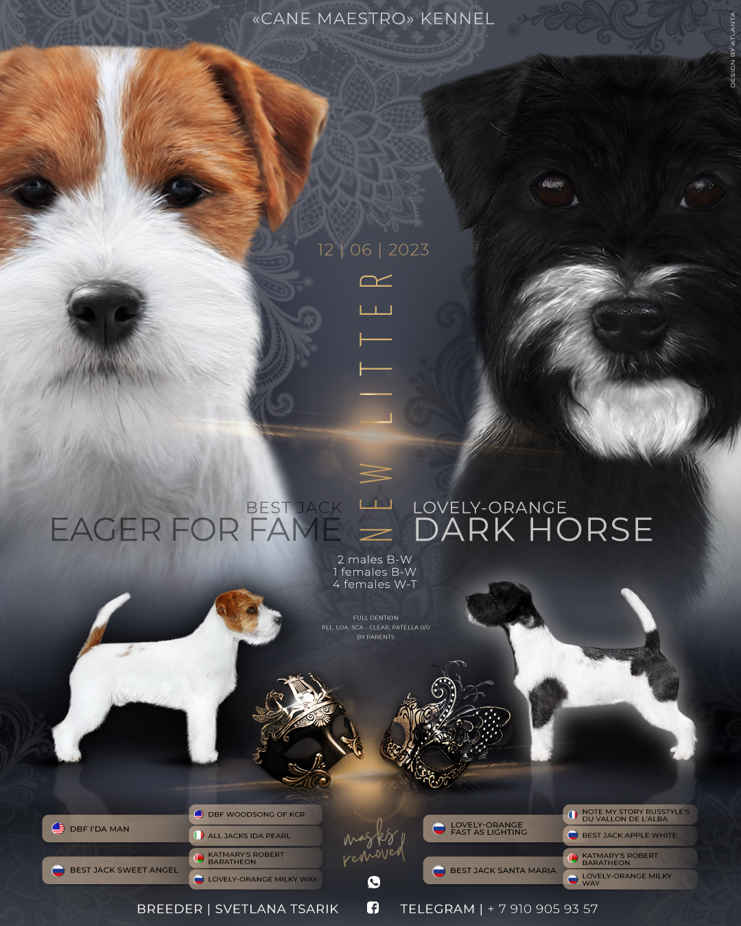 Джек рассел отзывы владельцев и покупателей щенков. CANE MAESTRO — kennel Jack Russell Terrier