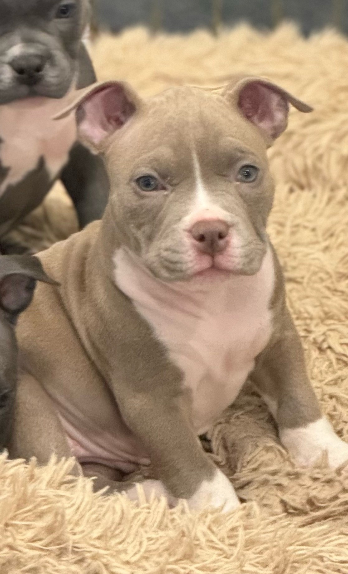 купить щенка Американского булли в Новосибирске 