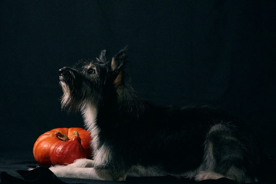 Студийная съемка Пихты. Фотограф-анималист Мартынова Анастасия