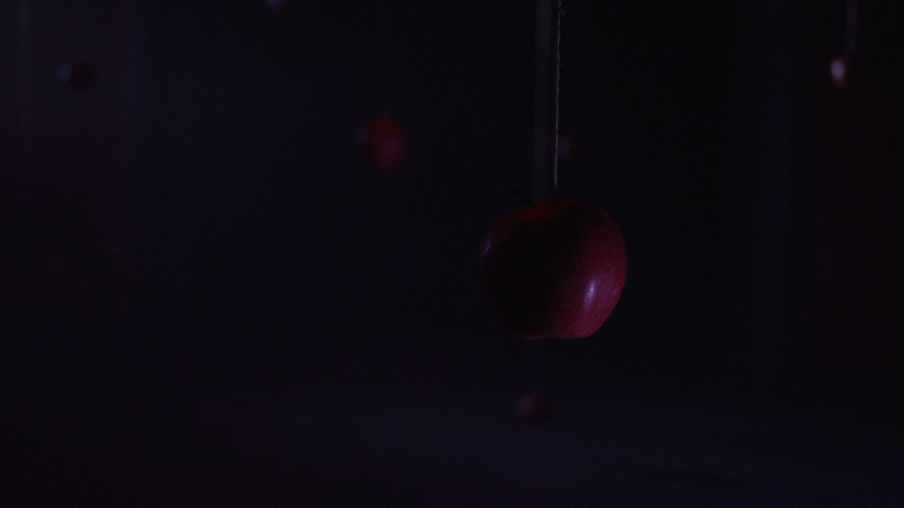 Красное дерево. Фото / Видеосъемка в Москве