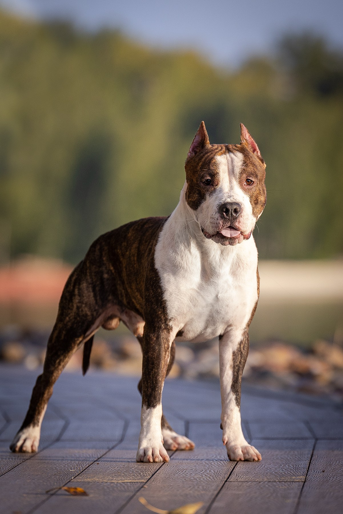 Амстафф Честер и его семья. Фотограф-анималист Natalia Deingel | Фотосъемка собак в Москве