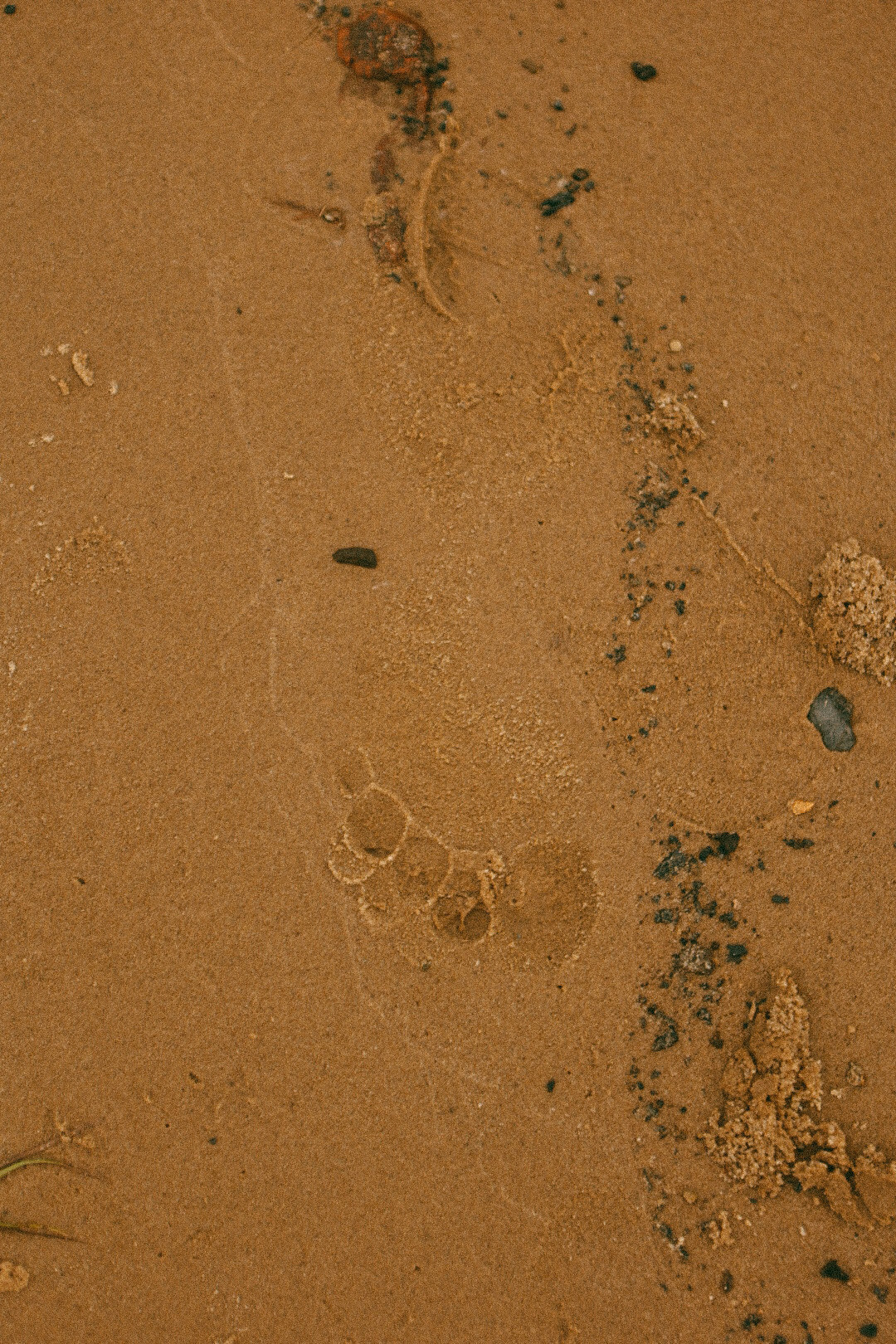 Диана. Фотограф Нижний Новгород