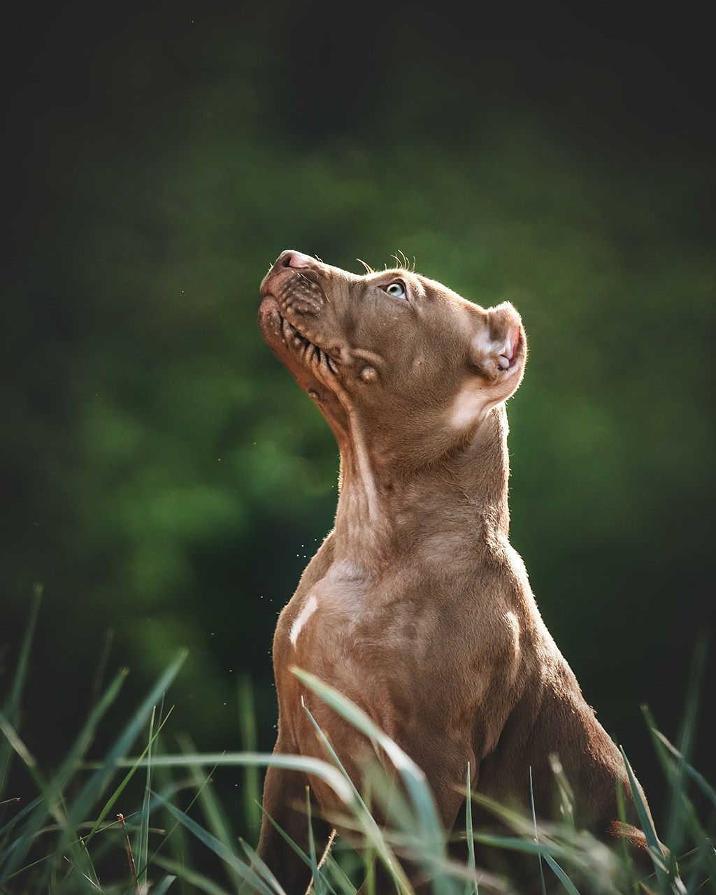 АПБТ. Фотограф анималист Осипчикова Мария