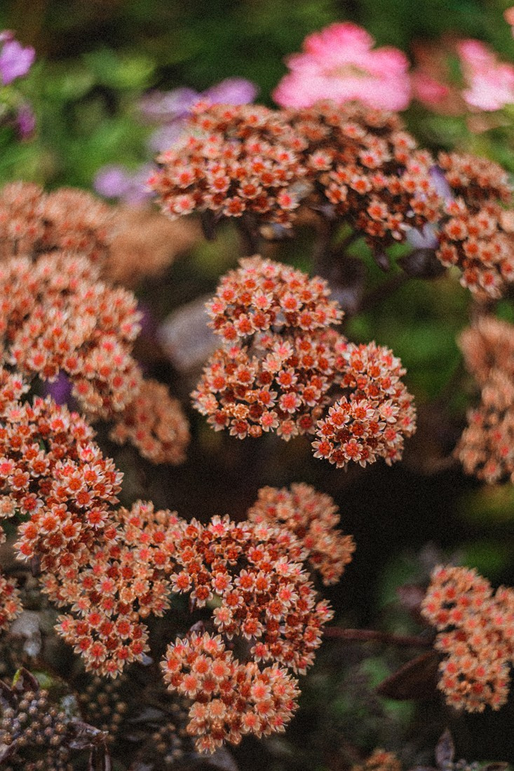LIZA. Портретный и Семейный фотограф в Санкт-Петербурге Rocket Alice