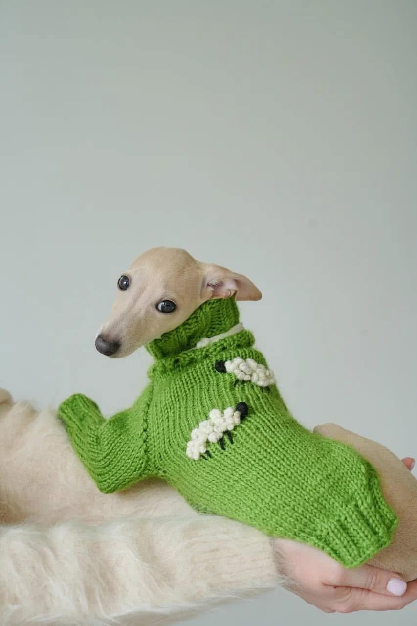 Одежда. Профессиональный питомник левреток РКФ/FCI ASTI SAPPHIRE 💎 Сочи|Санкт-Петербург