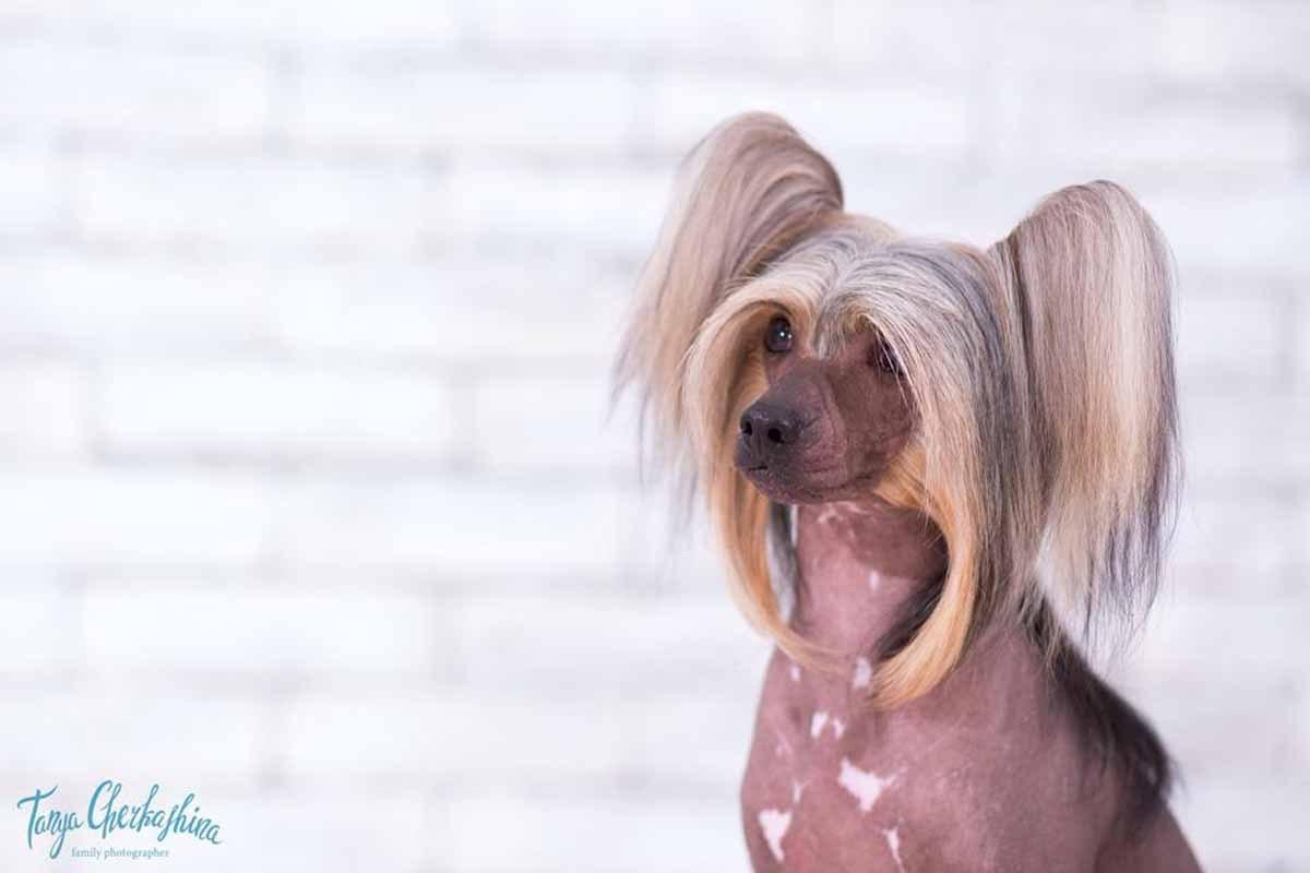 Нерону (Zlato Dinastii Neron) — 14 лет. Поздравляем тебя, наш знаменитый папа!. Питомник китайских хохлатых собак Poale Ell: купить щенка